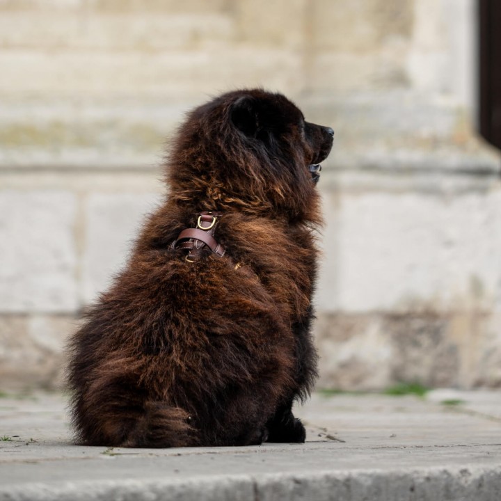 L'Explorateur