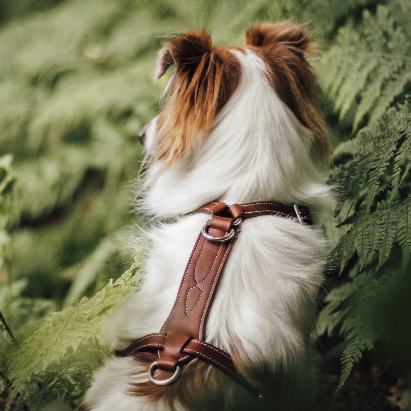 Harnais anti-traction pour chien : Confort et contrôle lors des