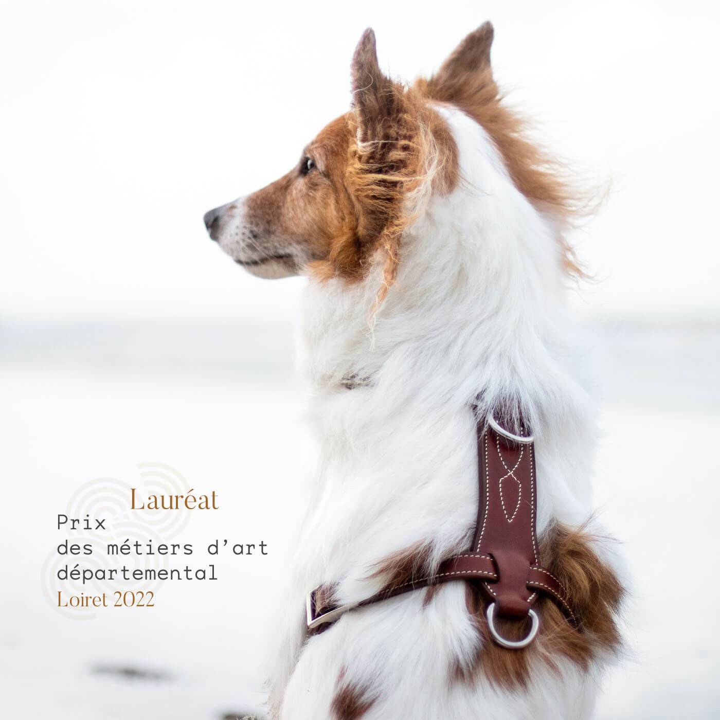 Harnais en cuir pour chien - Sur mesure - Ergonomique - L'Explorateur